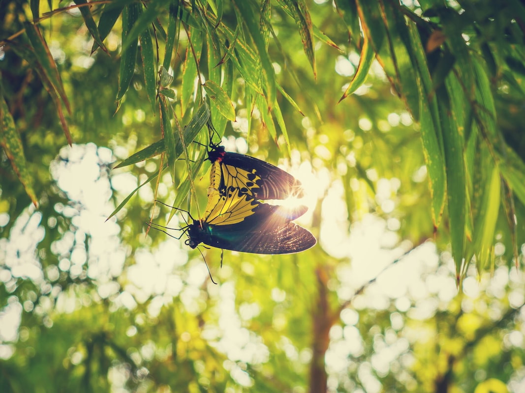 God Dieux Photography - Butterflies Bonded